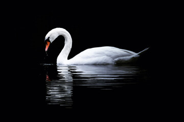 white swan on water on black background