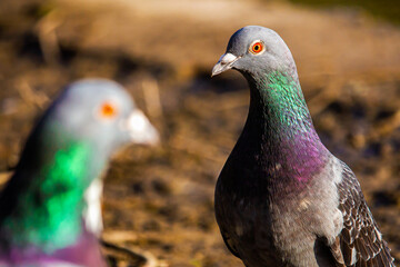close up of a pigeon