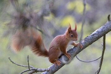 Red squirrel inn tree in Germany