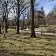 trees in the park