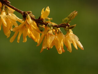 Weeping forsythia (Forsythia suspensa) - branch with yellow spring flowers