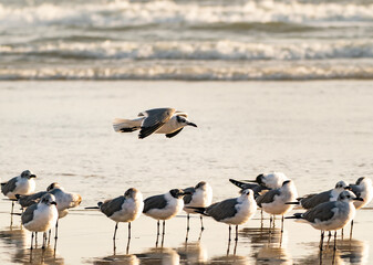 Laughing Gull flying over seagull colony at Daytona Beach Florida.