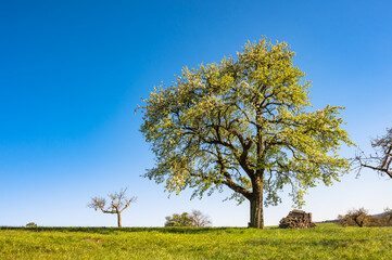 Fototapeta na wymiar Großer Baum mit Brennholzstapel vor blauem Himmel