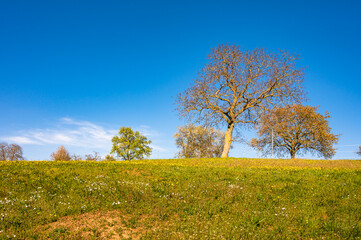 Feld mit Bäumen am Horizont vor blauem Himmel
