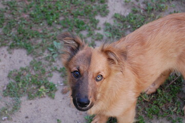 portrait of a shepherd