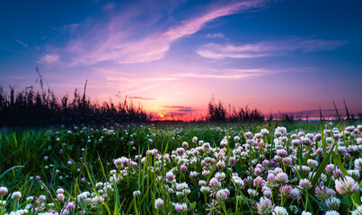 Panorama con il sole al tramonto e con dei fiori bianchi ed erba verde in primo piano. Primavera. Fuori. In natura. Paesaggio italiano.