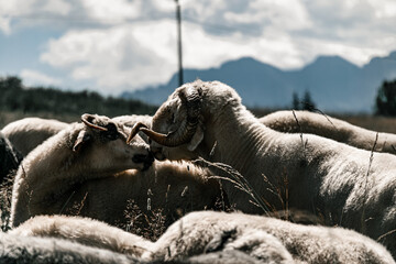 Baran wąchający owce