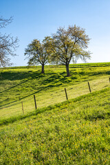 Fototapeta na wymiar Grüne Weide mit Einzäunung und Bäumen im Frühling