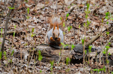 Animal squirrel eats a nut in the park
