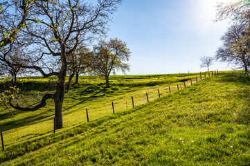 Naklejka premium Grüne Weide mit Einzäunung und Bäumen in Hanglage im Frühling