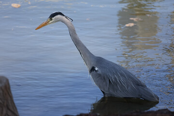 Fish heron at rhine river in Germany