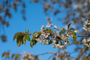 Obstblüte im Frühling