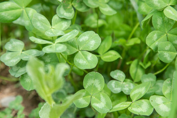 green leaves on the green garden