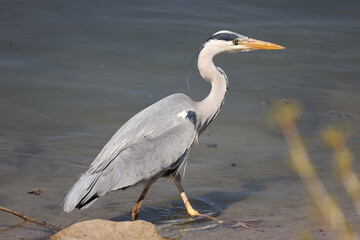Fish heron at rhine river in Germany