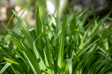 green grass on the garden