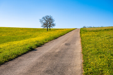 Fototapeta na wymiar Frühlingslandschaft mit Straße zwischen gelb blühender Wiese mit zwei Bäumen