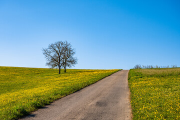 Fr&uuml;hlingslandschaft mit Stra&szlig;e zwischen gelb bl&uuml;hender Wiese mit zwei B&auml;umen