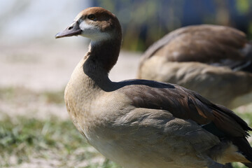 goose closeup and head at Rhine