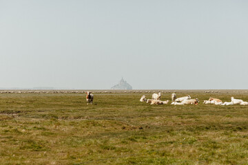 Troupeau de vaches devant le Mont Saint Michel