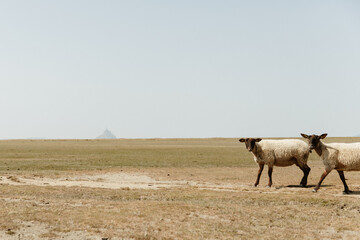 Les moutons et le Mont Saint Michel