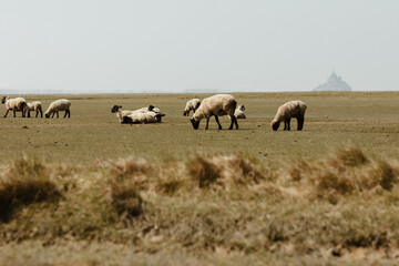 Fototapeta na wymiar Troupeau de moutons devant le Mont Saint Michel