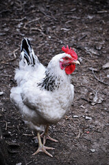 white chicken walks on the farm outdoors