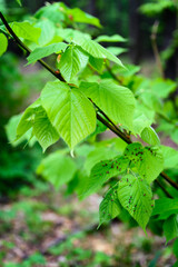 Obraz premium Germs on linden leaves in detail.