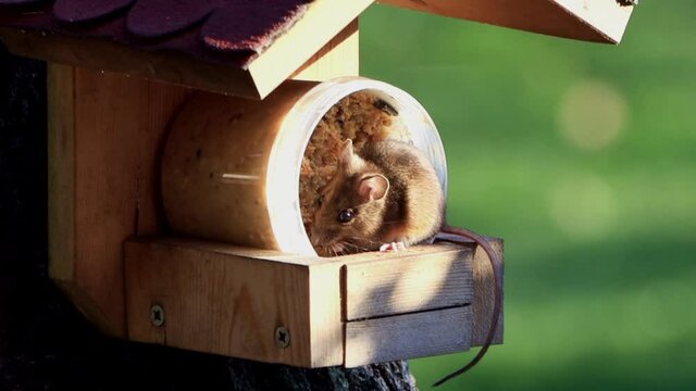 Mouse Eats Bird Seed In Feeding House , Zoom In
