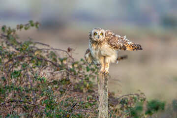 Short-eared owl Asio flammeus on fence post shaking feathers