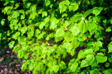 Bright green leaves of a linden tree in nature.