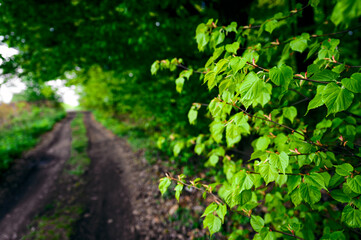 Bright green leaves of a linden tree in nature.
