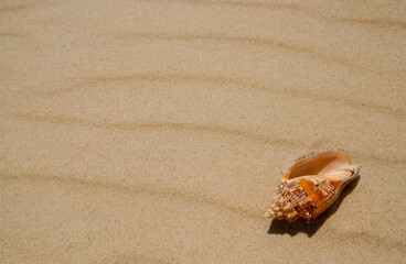Fototapeta na wymiar Seashell on the beach sand as a background.