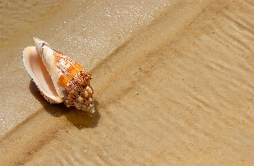 Fototapeta na wymiar Seashell on the beach sand as a background.