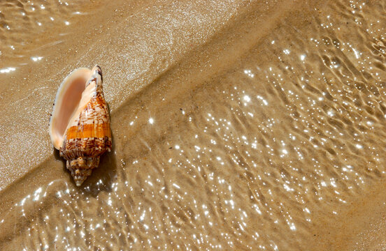 Seashell on the beach sand as a background.