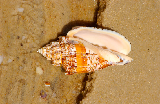 Seashell on the beach sand as a background.