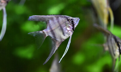 un pez angel en un acuario