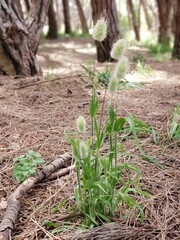spring in the woods
