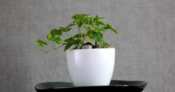 Indoor plant Hedera helix sagittifolia in a white ceramic pot rotates on gray background..
