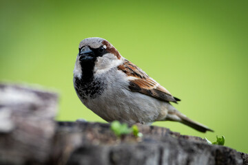 sparrow looking for food