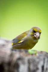 Chloris chloris on branch