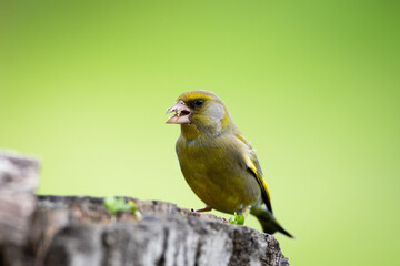 Chloris chloris on branch