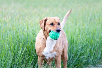 close-up of a brown dog in a green field