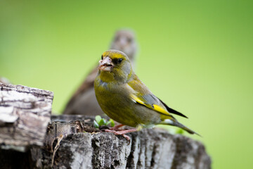 Chloris chloris on branch
