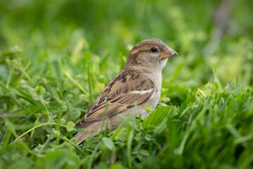 sparrow looking for food