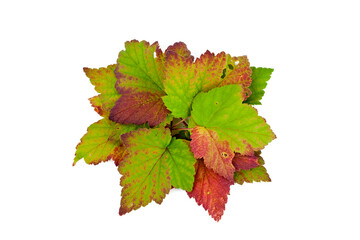 Colorful fall leaves of black currant isolated on a white background. Top view.