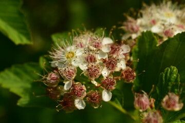 a close up milkweed in the grass