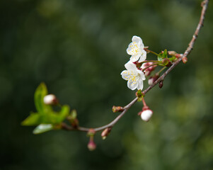 branch of a cherry