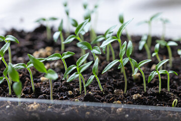 group of small green sprouts