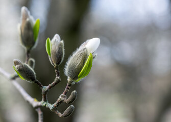 magnolia flower buds