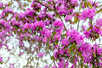 Fototapeta na wymiar pink flowering rhododendron